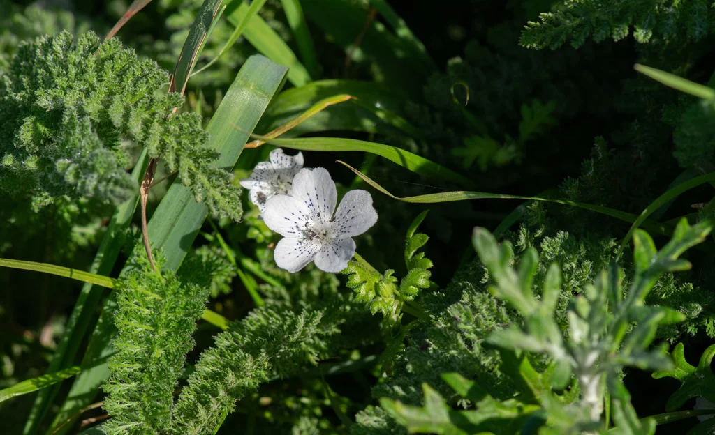Nemophila Menziesii