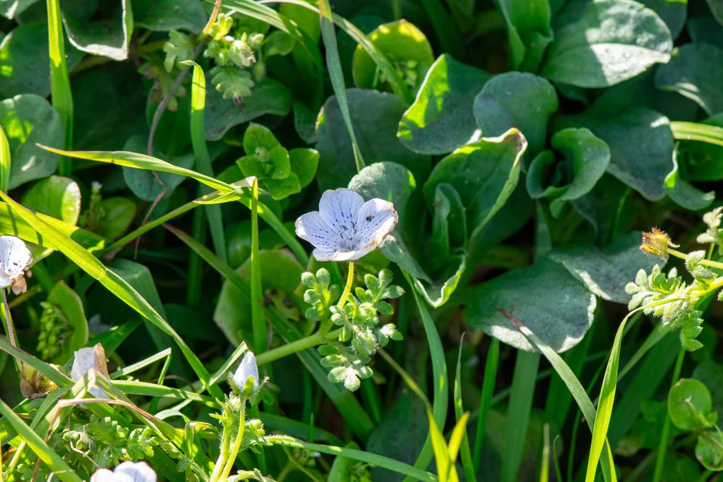 Nemophila Menziesii