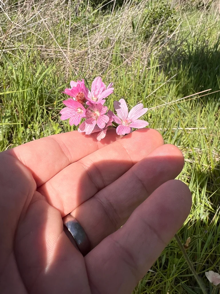 Sidalcea Malviflora