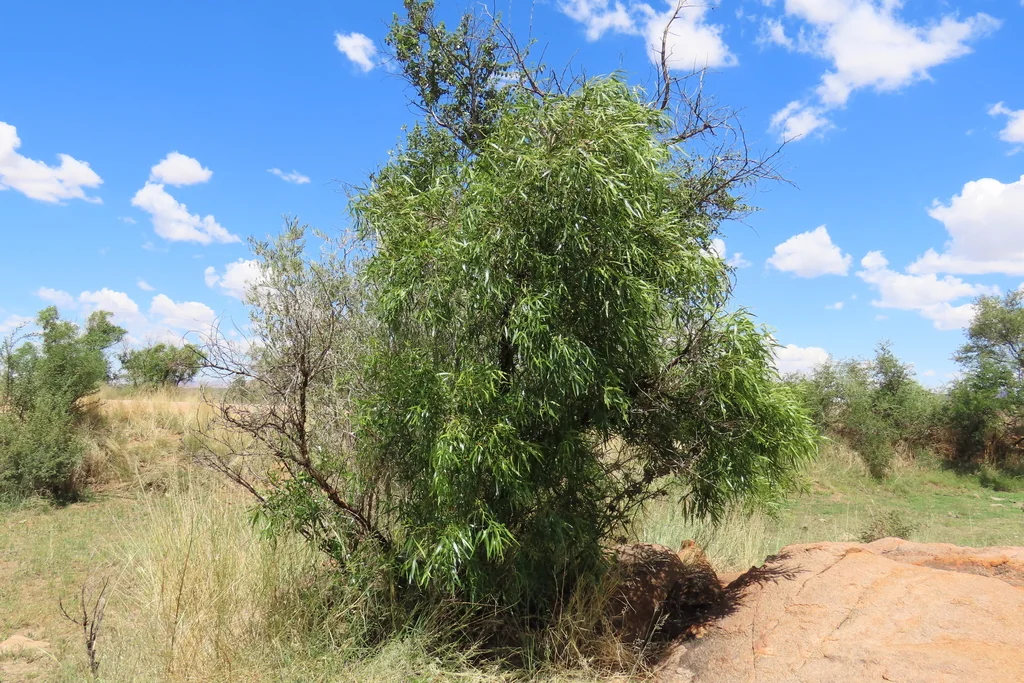 Rhus Lancea