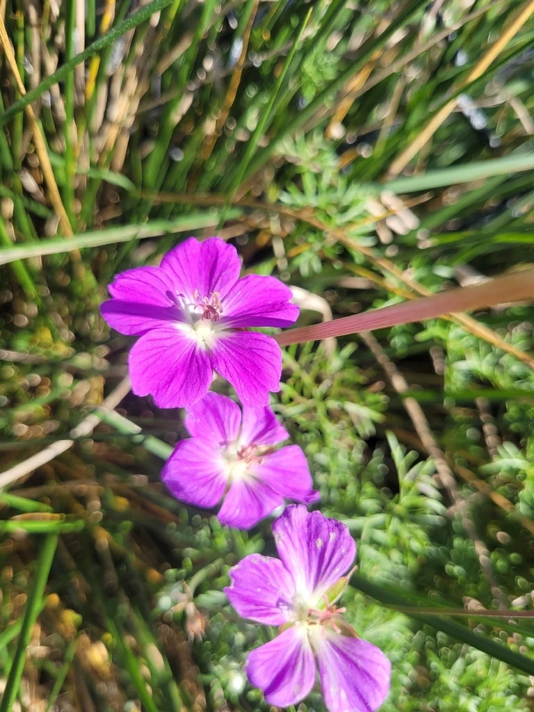 Geranium Incanum