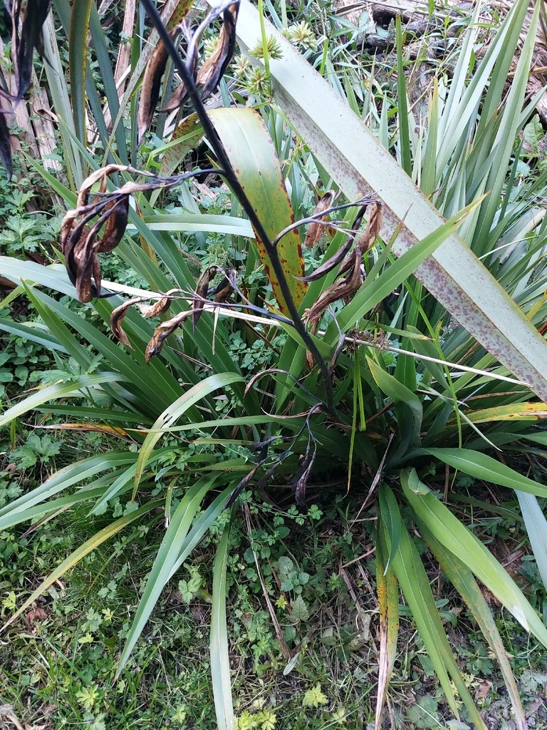 Phormium Cookianum