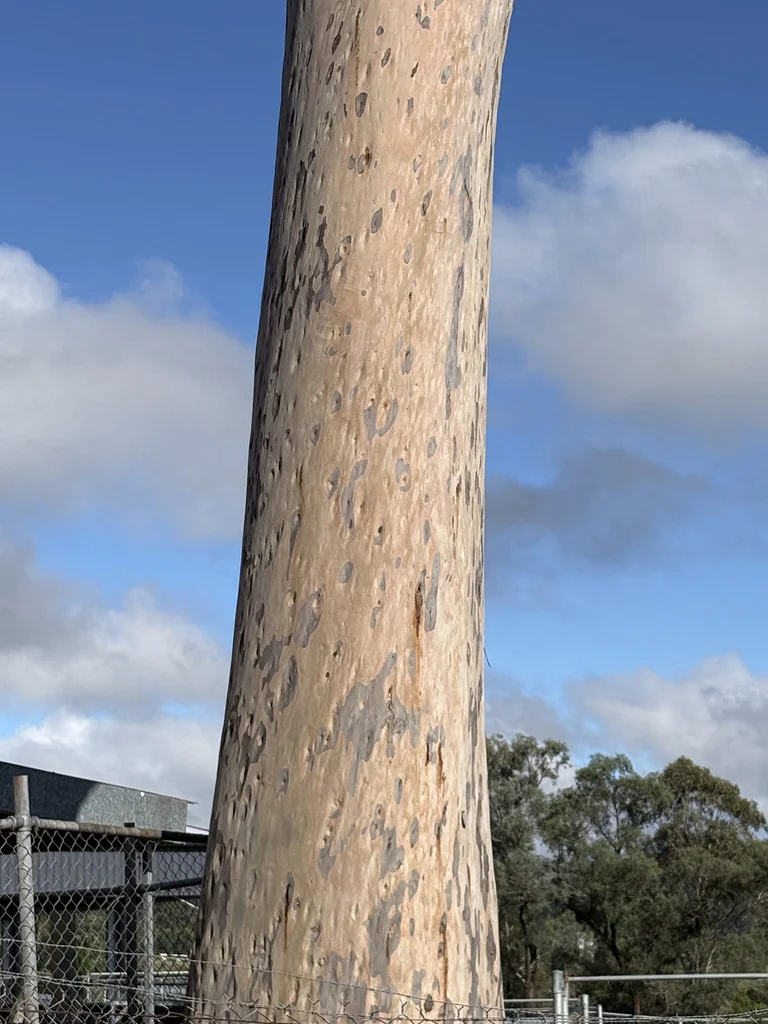 Eucalyptus Maculata
