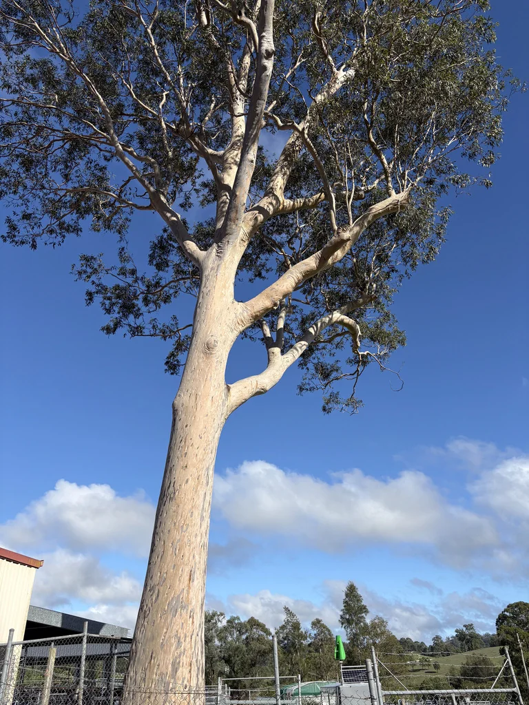 Eucalyptus Maculata