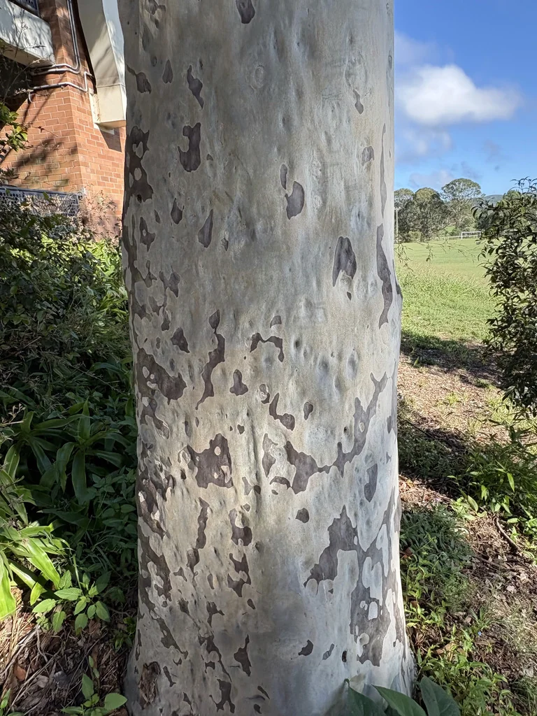 Eucalyptus Maculata