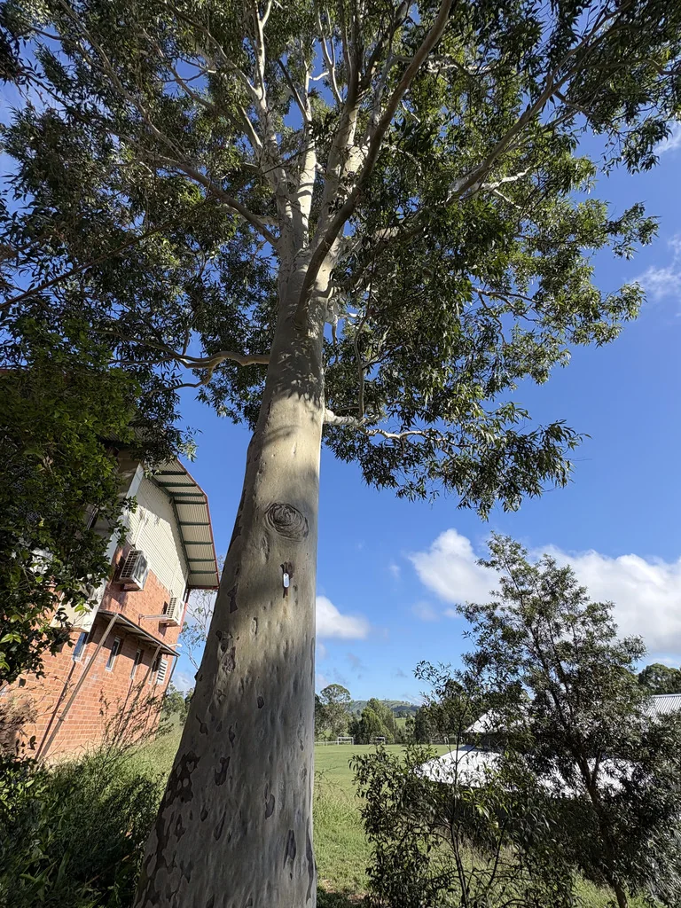 Eucalyptus Maculata