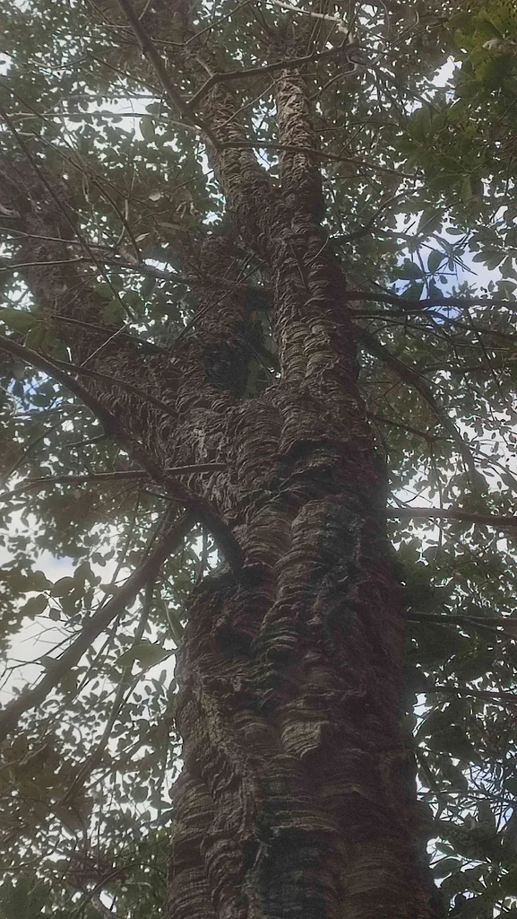Quercus Suber
