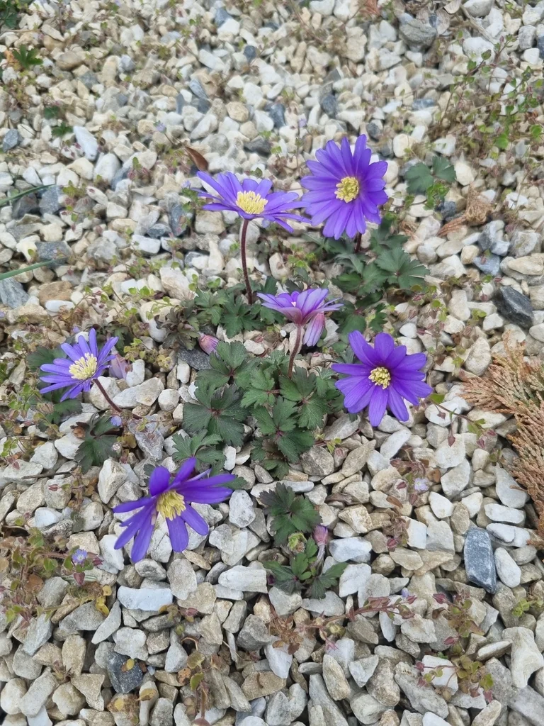 Anemone Blanda