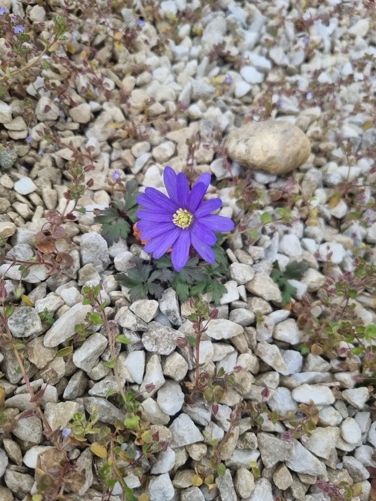 Anemone Blanda