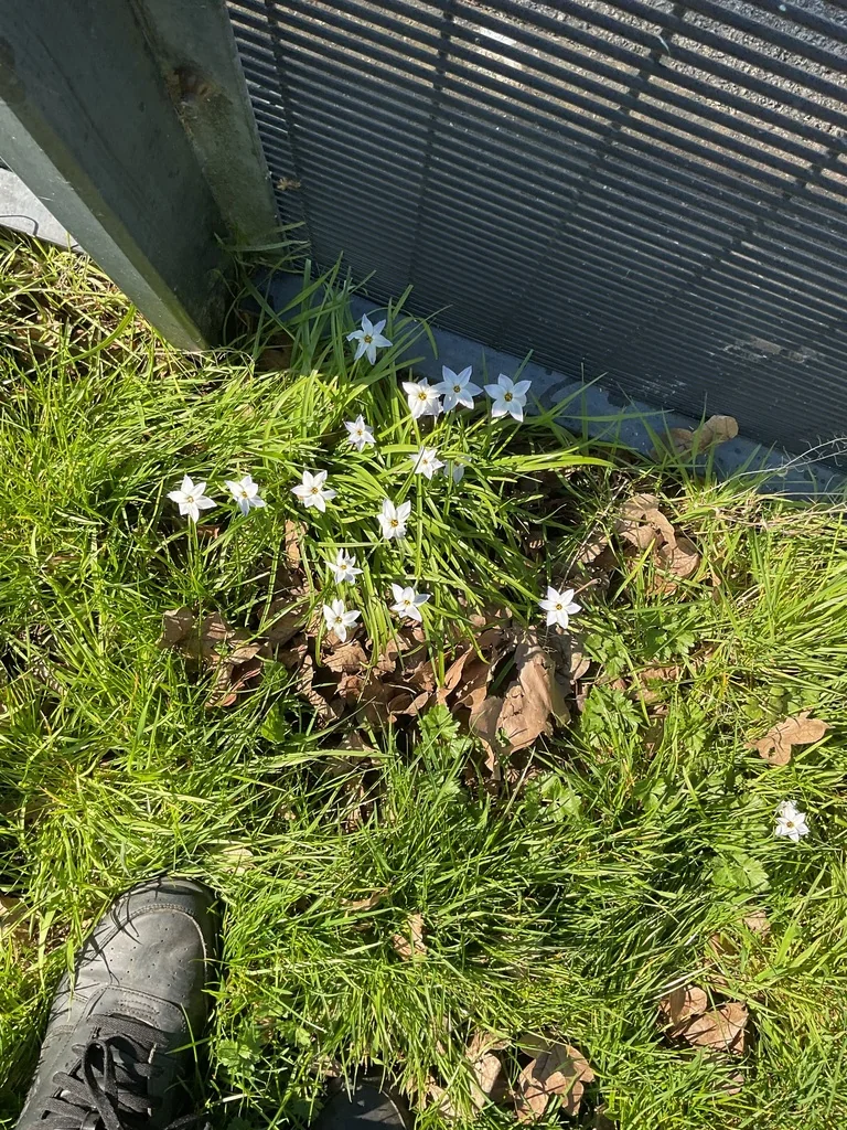 Ipheion Uniflorum