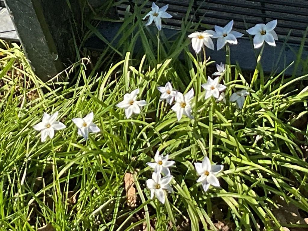 Ipheion Uniflorum
