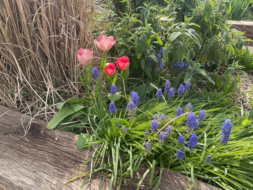 Muscari Armeniacum