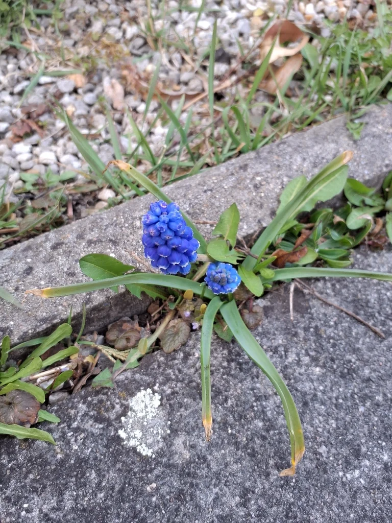 Muscari Armeniacum