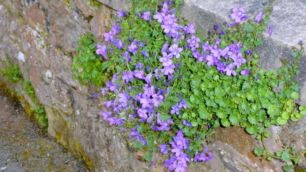 Campanula Portenschlagiana