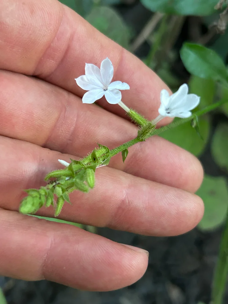 Plumbago Scandens