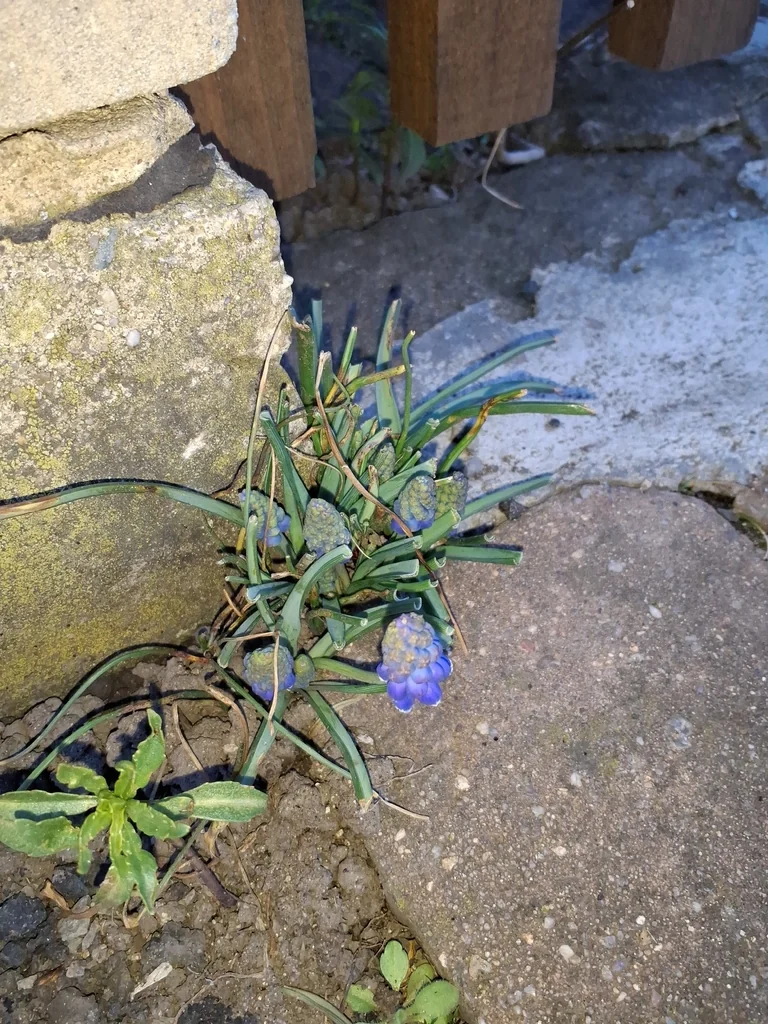 Muscari Armeniacum