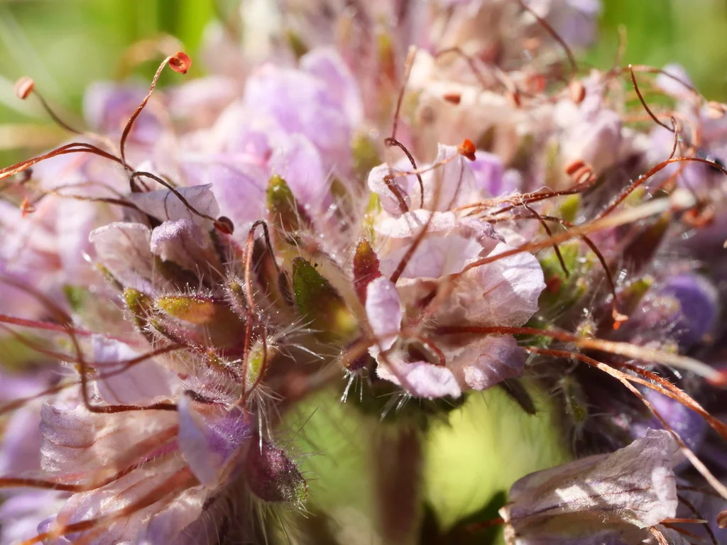 Phacelia Californica