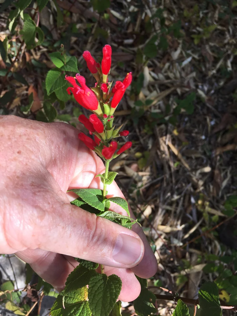 Salvia Holwayi