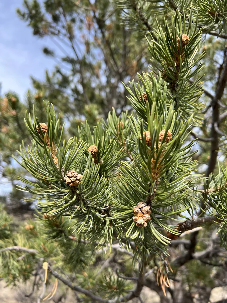 Pinus Edulis