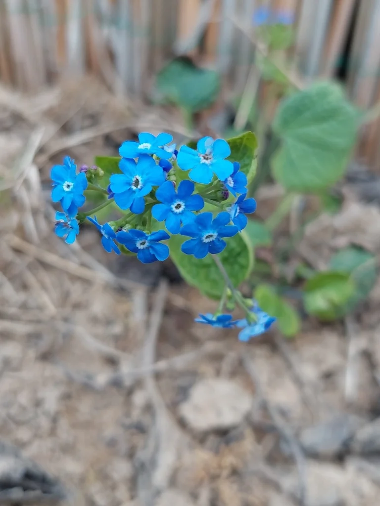 Brunnera macrophylla