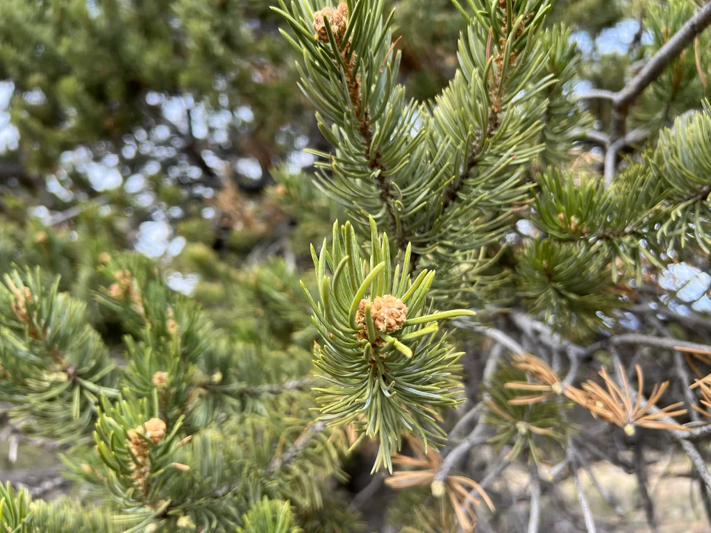 Pinus Edulis