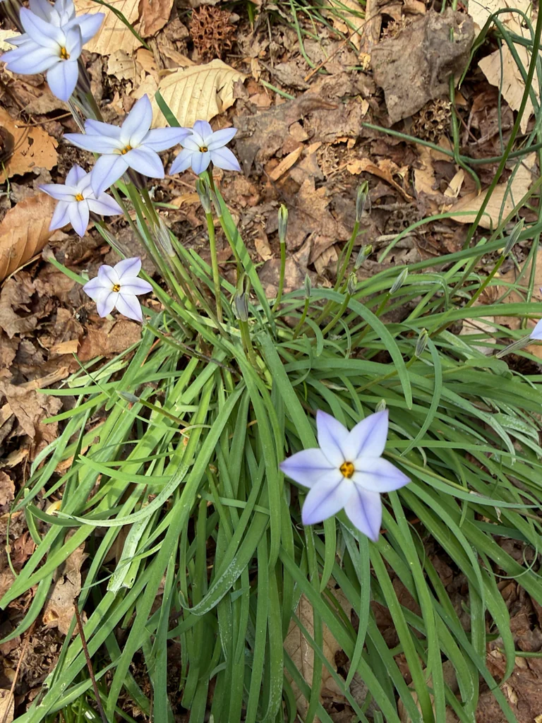 Ipheion Uniflorum