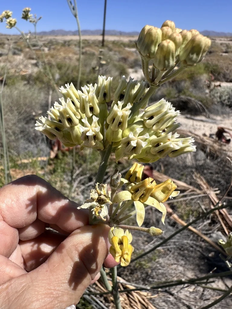 Asclepias Subulata