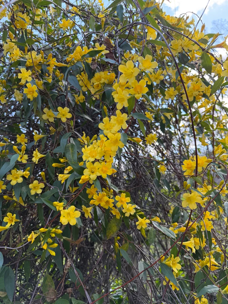 Gelsemium Sempervirens