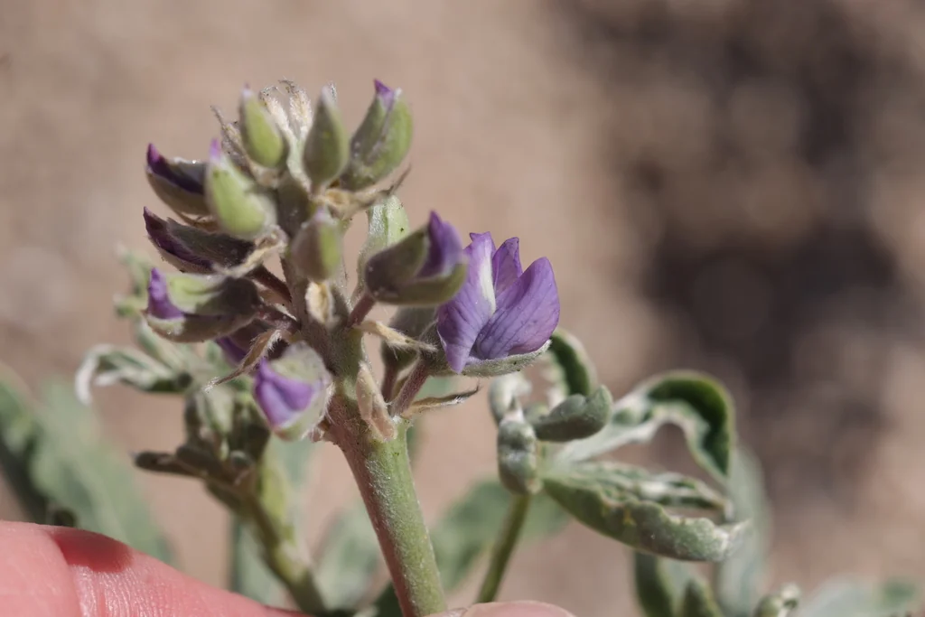 Lupinus Excubitus