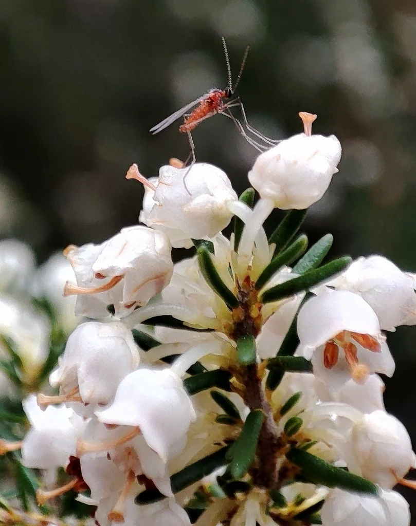 Erica Arborea