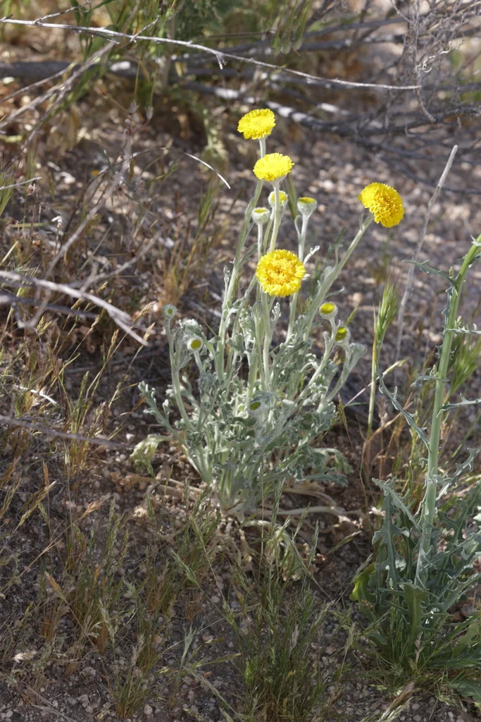 Baileya Multiradiata