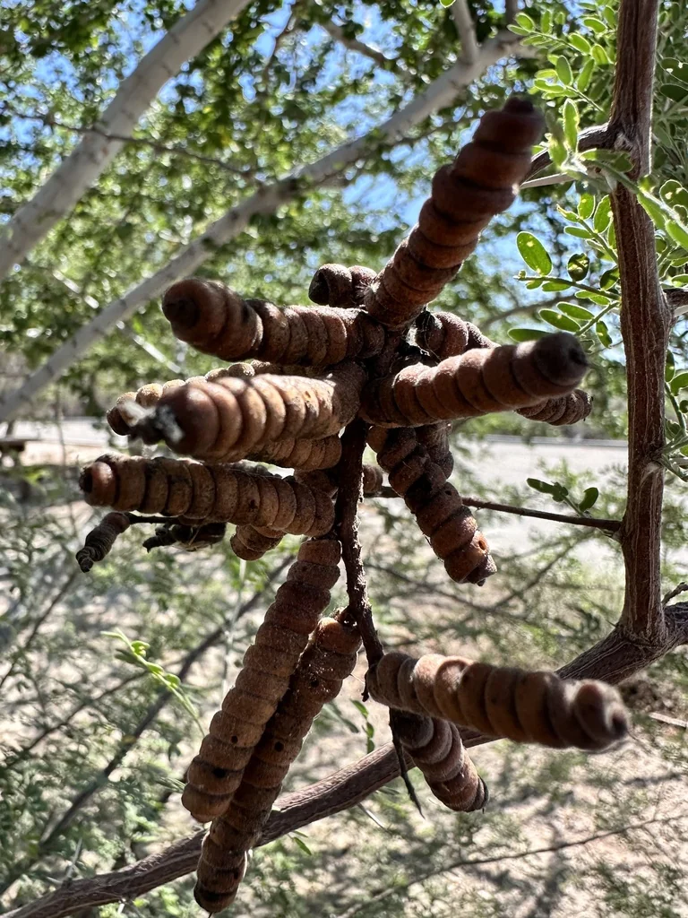 Prosopis Pubescens
