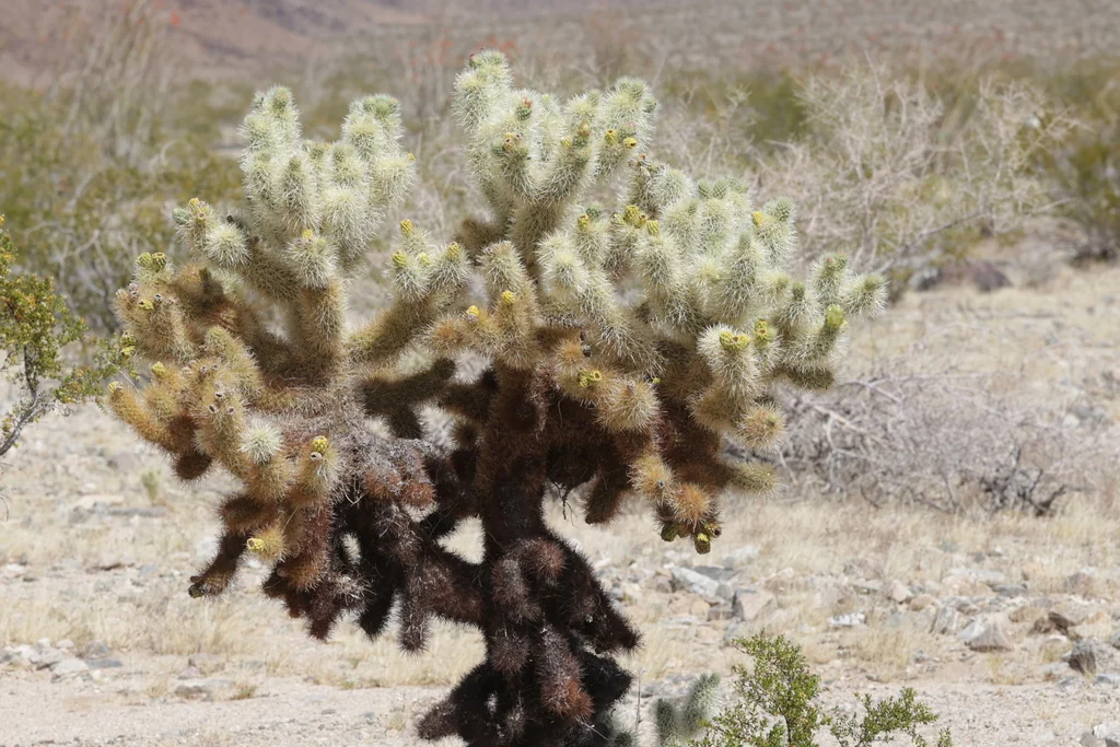 Cylindropuntia Bigelovii