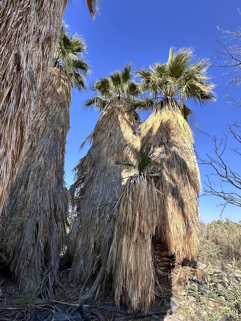 Washingtonia Filifera