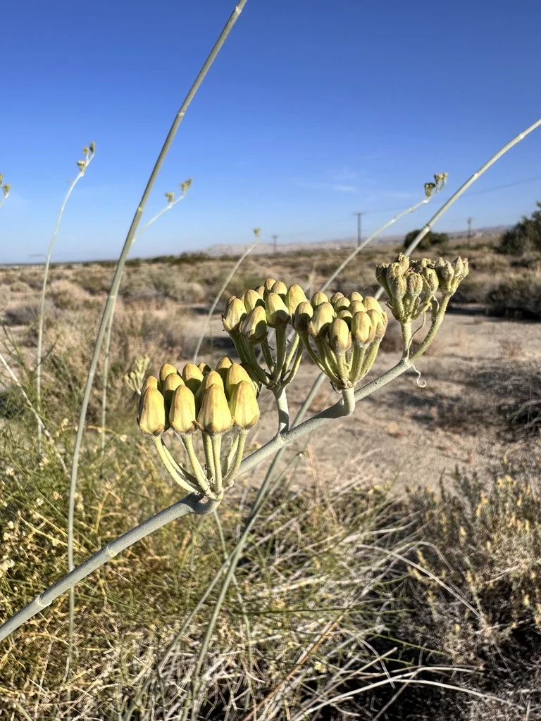 Asclepias Subulata