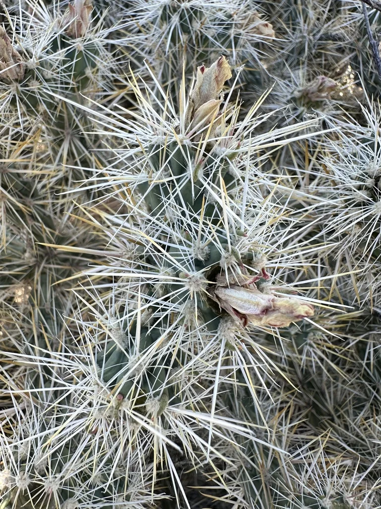 Cylindropuntia Echinocarpa