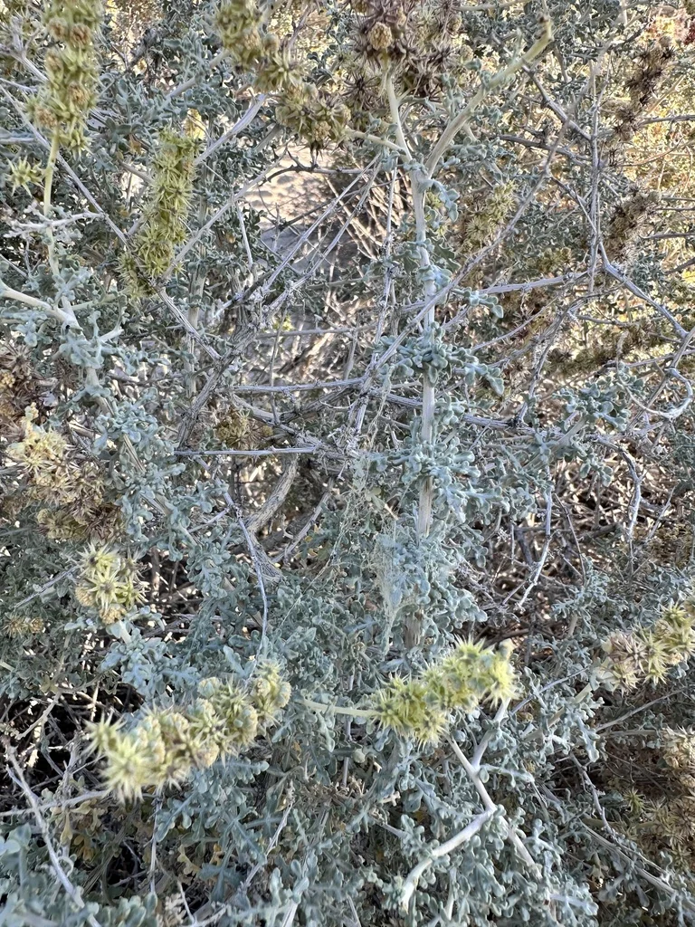 Ambrosia Dumosa