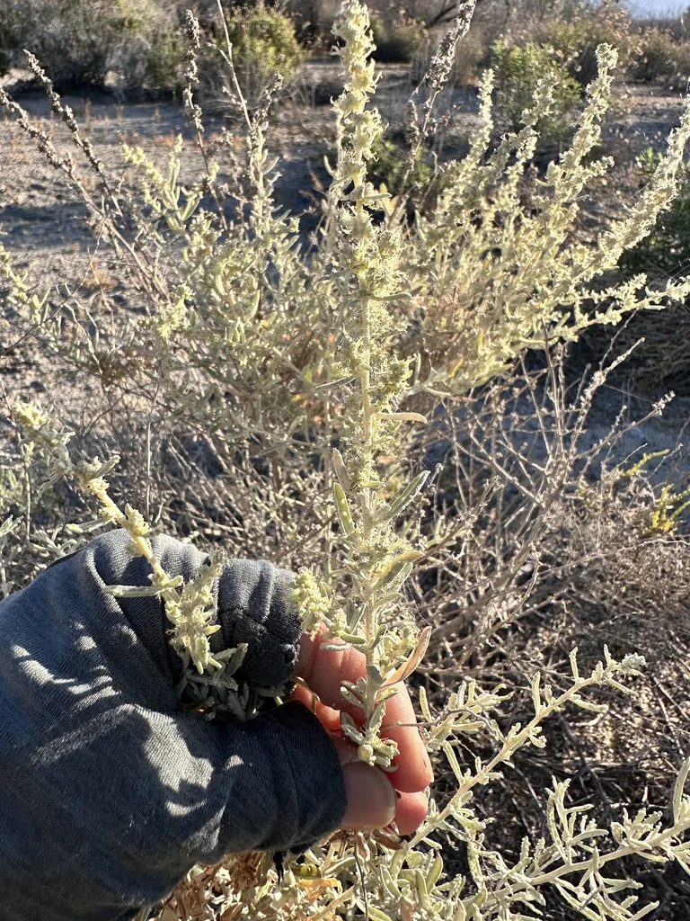Atriplex Polycarpa