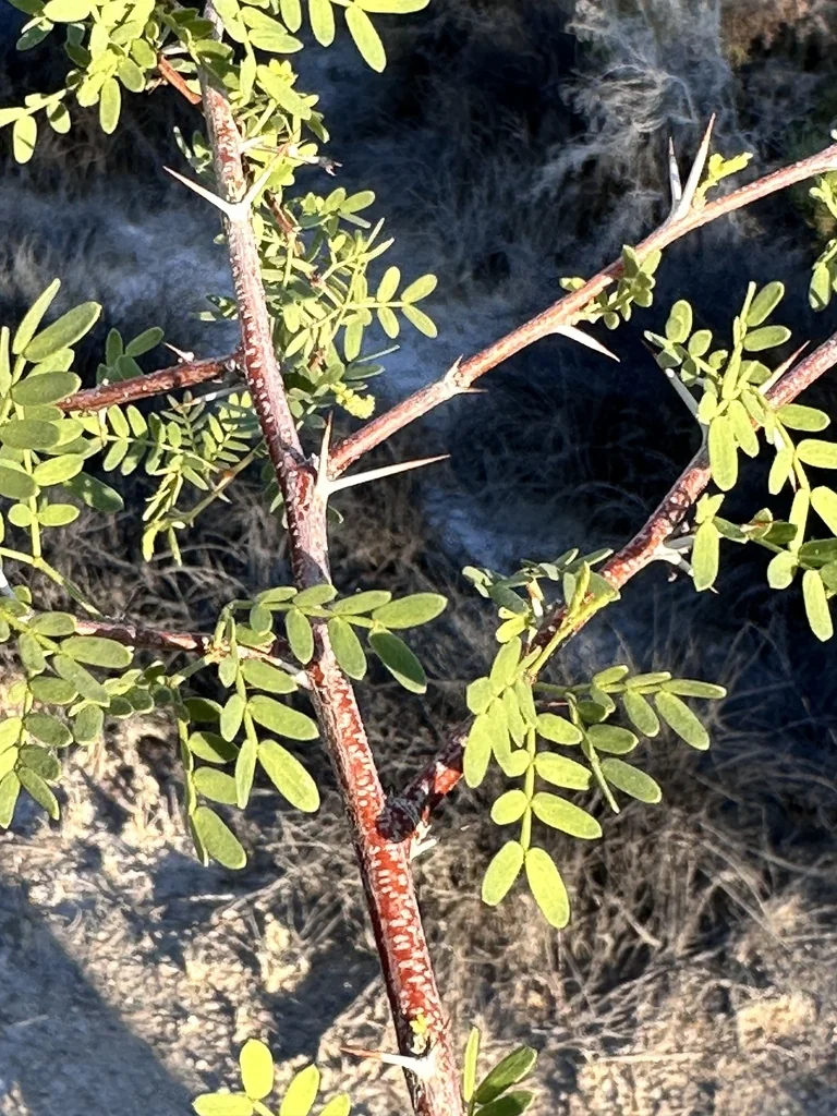 Prosopis Pubescens