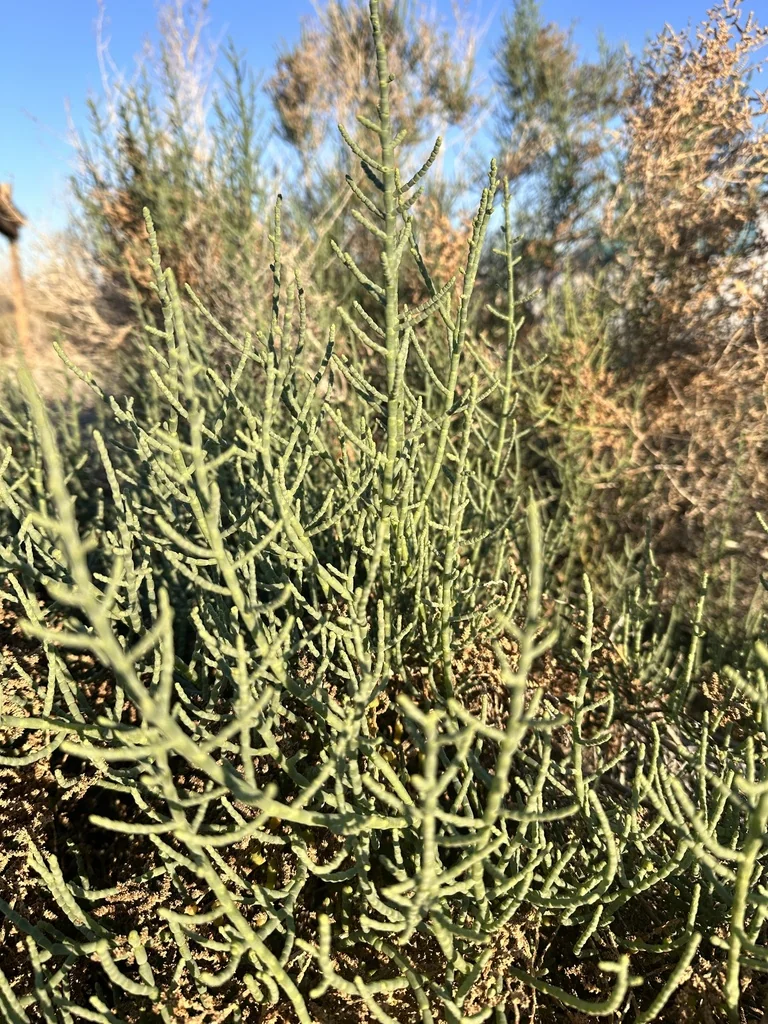 Allenrolfea Occidentalis