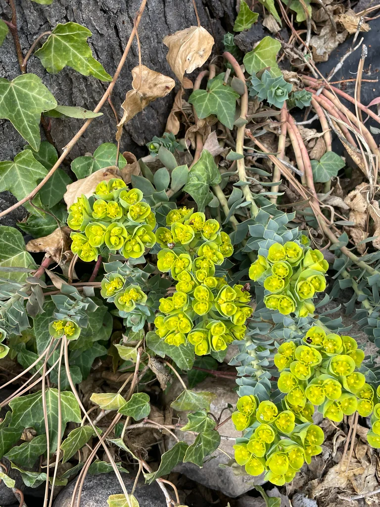 Euphorbia Myrsinites