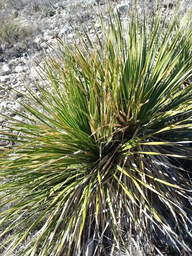 Dasylirion Leiophyllum