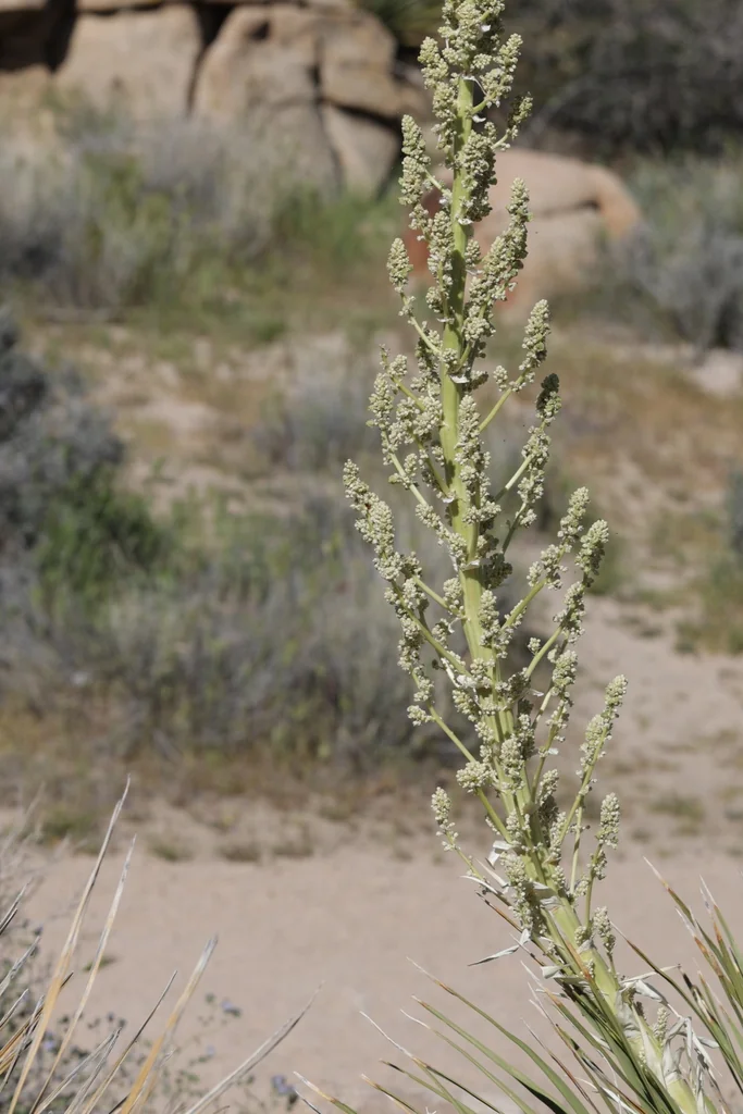Nolina Parryi