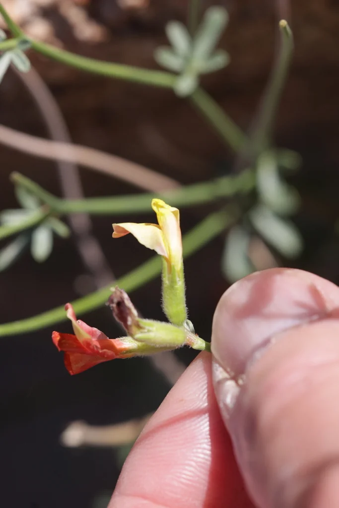 Lotus Rigidus
