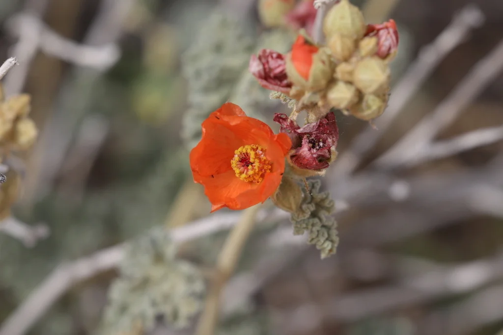Sphaeralcea Ambigua