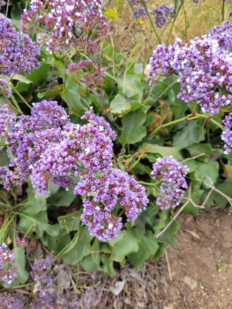 Limonium Perezii