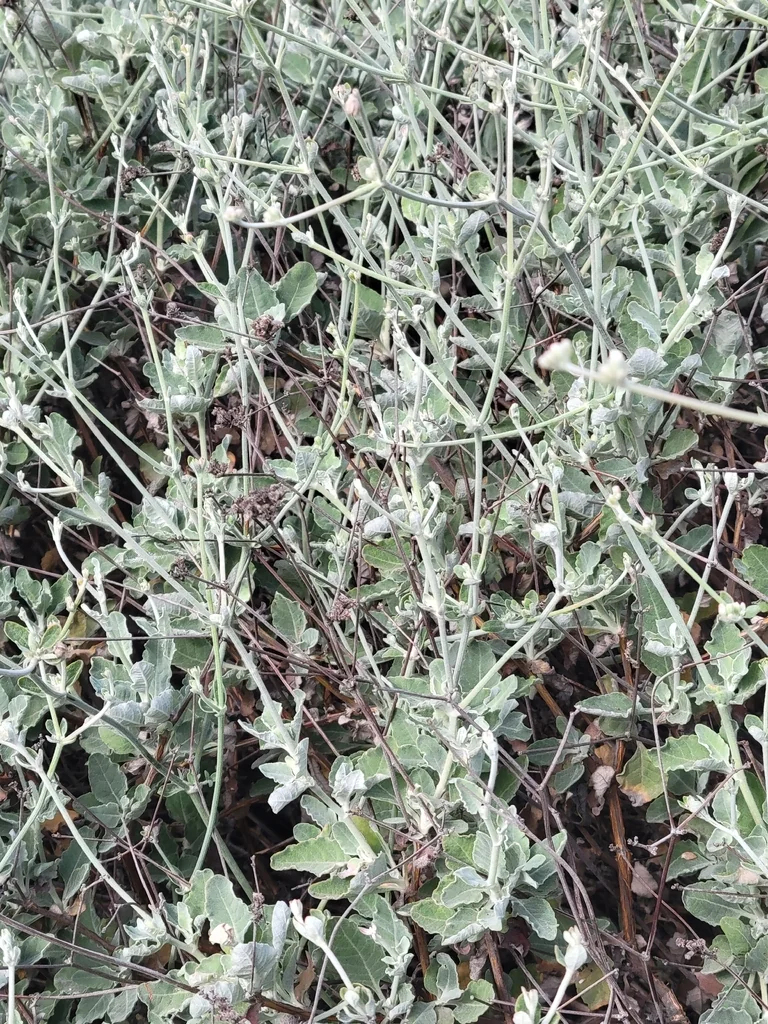 Eriogonum Cinereum
