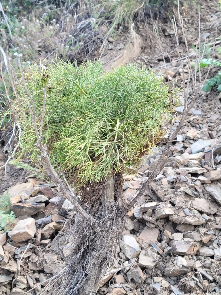 Coreopsis Gigantea