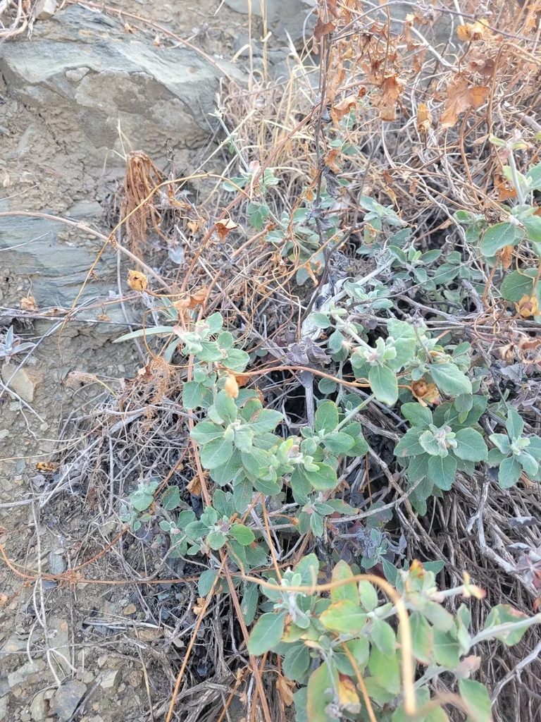 Eriogonum Cinereum