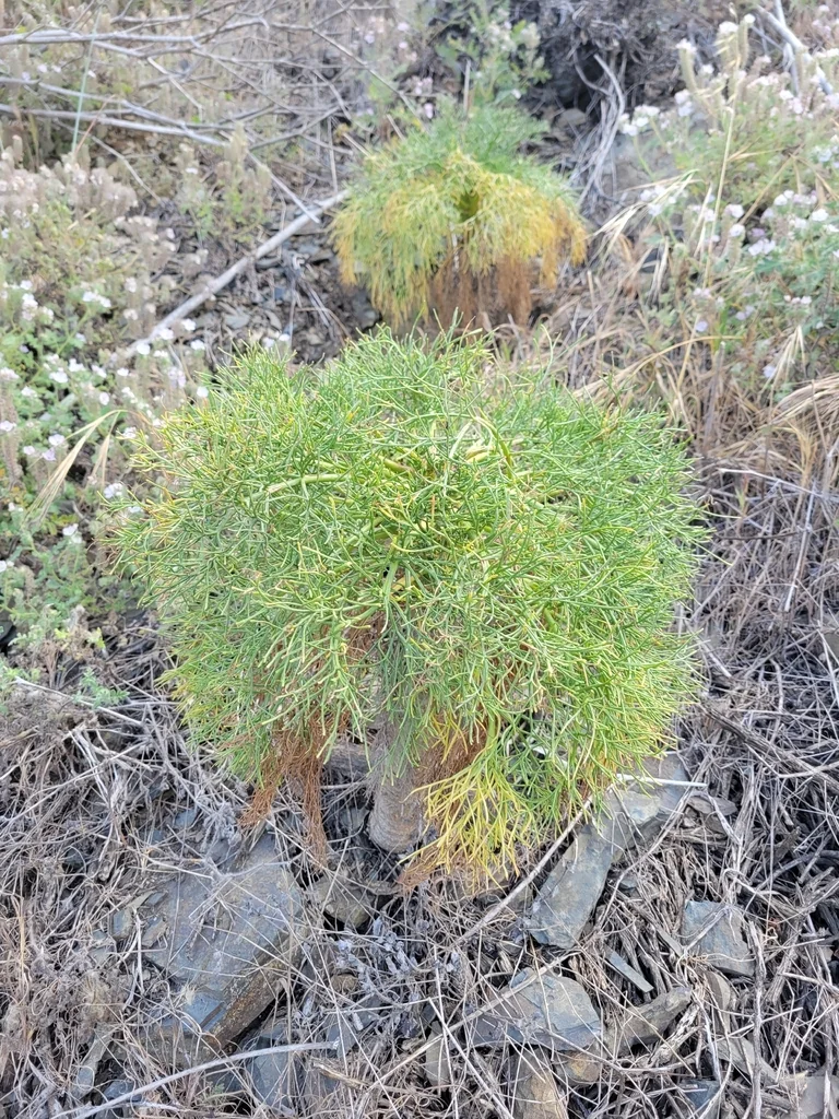 Coreopsis Gigantea